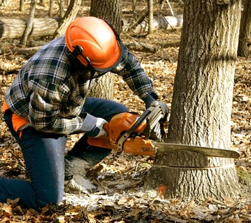 Tree Removal in Elm Grove, LA